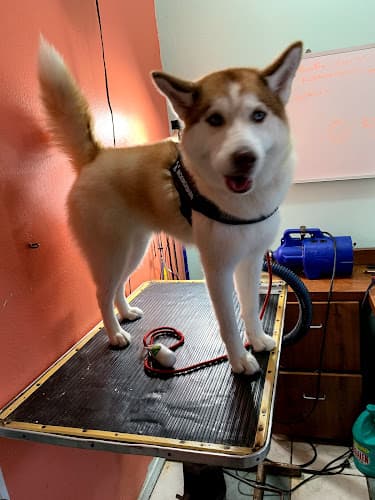 Dog Grooming Alvin's Pet Grooming South Gate