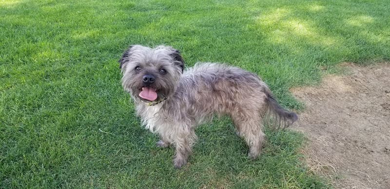 Dog Grooming Amanda's Top Notch Grooming Modesto