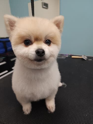 Dog Grooming American Grooming Services, Inc Temecula