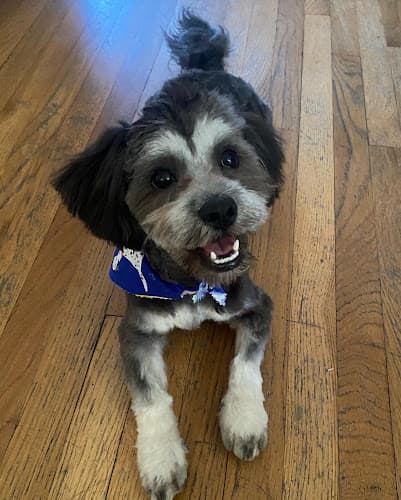 Dog Grooming Ami Grooming Norwalk