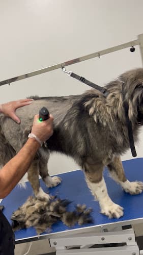 Dog Grooming Andy's Pet Grooming & Supplies Burbank Burbank