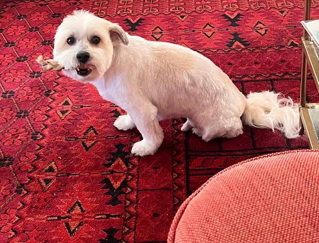 Dog Grooming Andy's Pet Grooming & Supplies Carson