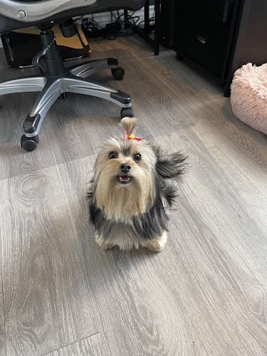 Dog Grooming Angel Dog Grooming Lancaster