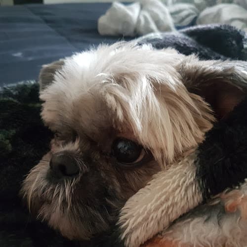 Dog Grooming Angel Paws Dog Grooming Rialto