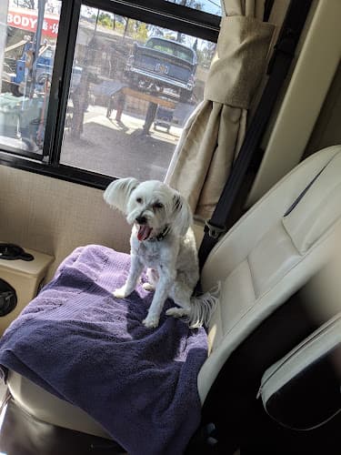 Dog Grooming Angelica's Pet Grooming El Cajon