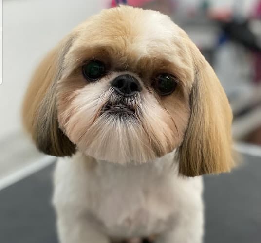 Dog Grooming Angie's Dog-Gone Pretty Indio