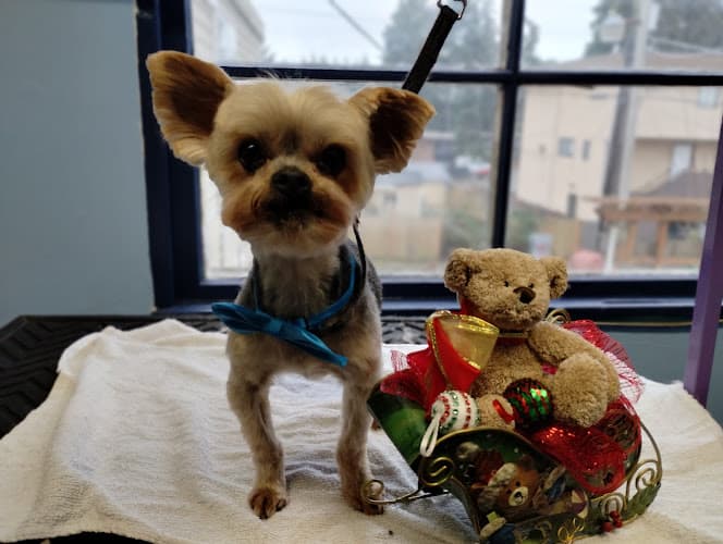 Dog Grooming Angie's Perfect Pawz Dog Grooming Seattle