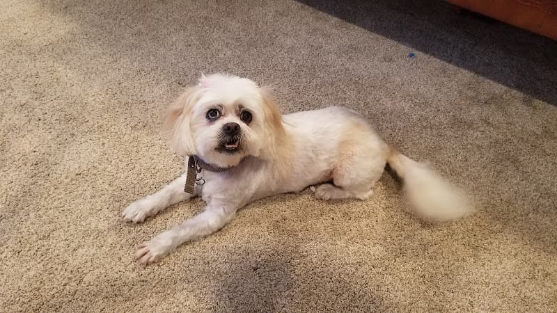 Dog Grooming Animal Artistry's Grooming & Boarding Escondido