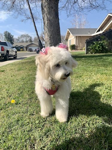 Dog Grooming Animal House Modesto
