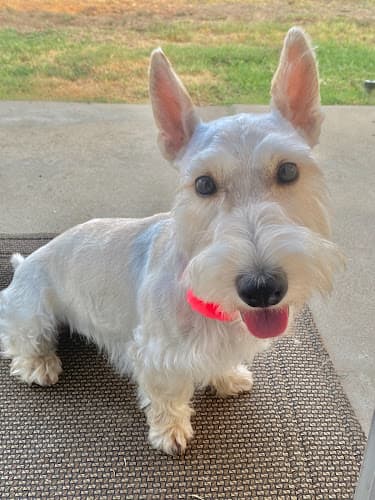 Dog Grooming Animal Junction Pet Grooming Center Clovis