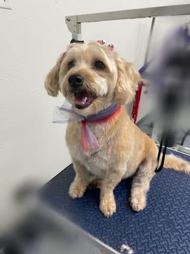 Dog Grooming Animal Kingdom Dog Grooming #2 Temecula