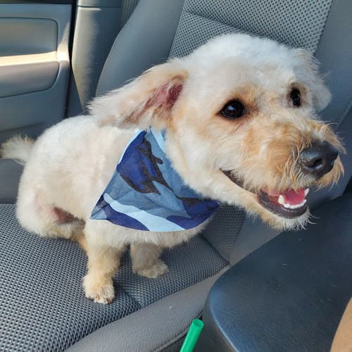 Dog Grooming Animal Kingdom Dog Grooming Rialto