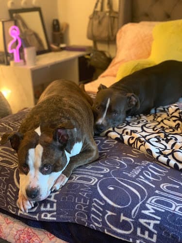 Dog Grooming Animal Nutrition & Grooming Center Roseville