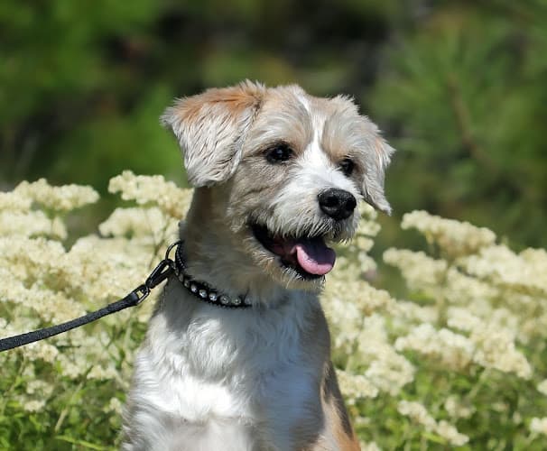 Dog Grooming Anna's Grooming Spokane Valley