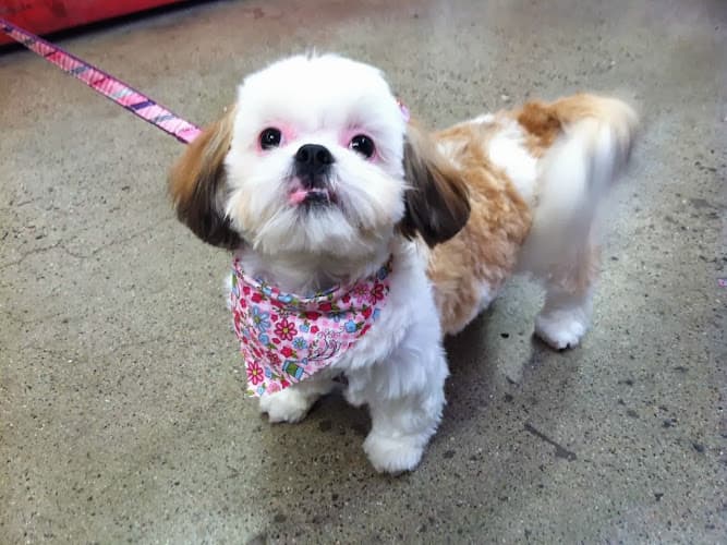 Dog Grooming Ann's Pet Grooming Orange