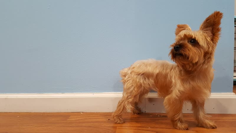 Dog Grooming Art of Grooming Burbank