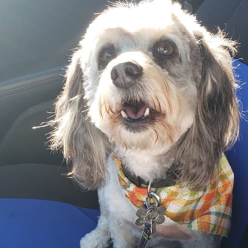 Dog Grooming Art's Poodle Grooming Norwalk