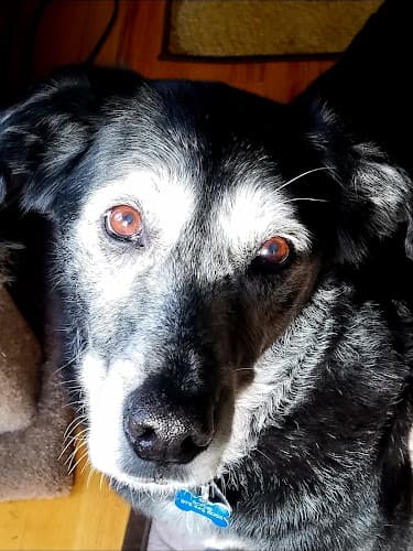 Dog Grooming Aunt Carol's Pet & Home Sitting Bellingham