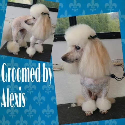 Dog Grooming Aussie Pet Mobile Southern California San Marcos