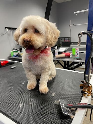 Dog Grooming Award Winning Paws Grooming Lancaster