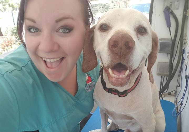 Dog Grooming Awesome Doggies Mobile Pet Grooming San Diego