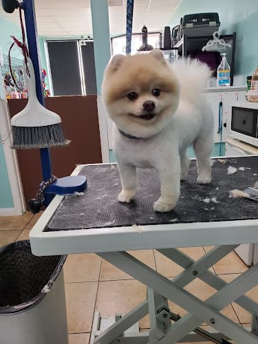 Dog Grooming Azusa Pet Grooming & Spa West Covina