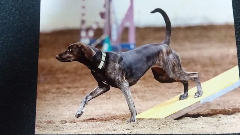 Dog Grooming B-I-S Pet Grooming Eugene