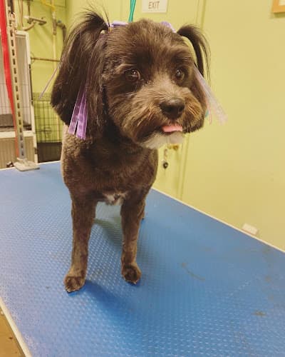 Dog Grooming Bare Bones Dog Wash Eugene