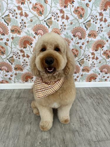 Dog Grooming Bark and Bath Pet Grooming Santa Rosa