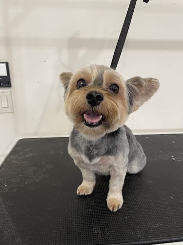 Dog Grooming Bark Avenue Groomery Vancouver