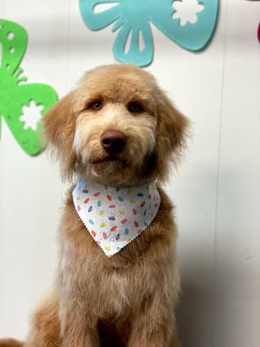 Dog Grooming Bark Avenue Pet Grooming of Redmond Bend