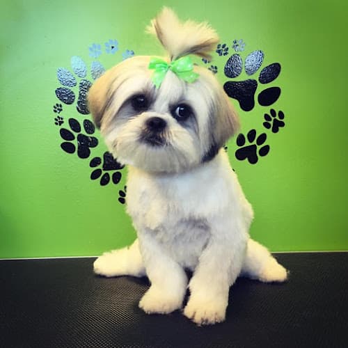 Dog Grooming Bark Avenue Pet Grooming Stockton