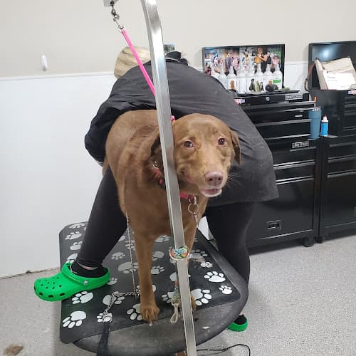 Dog Grooming Bark Avenue Pet Supplies and Grooming Sacramento