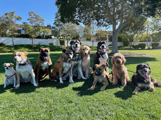 Dog Grooming Bark Collective Costa Mesa