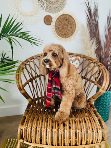 Dog Grooming Barking Beauties Dog Grooming Indio