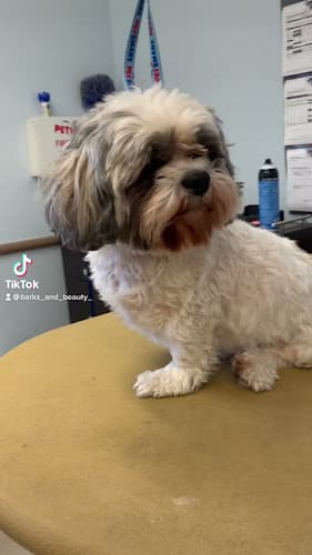 Dog Grooming Barks & Beauty pet salon San Bernardino