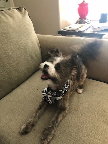 Dog Grooming BarkZone Dog Daycare, Grooming & Boarding Beaverton