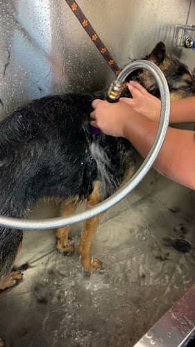 Dog Grooming Barn Find Grooming & Boarding Vallejo