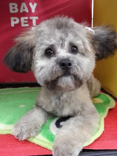 Dog Grooming Bay Pet Grooming Carson