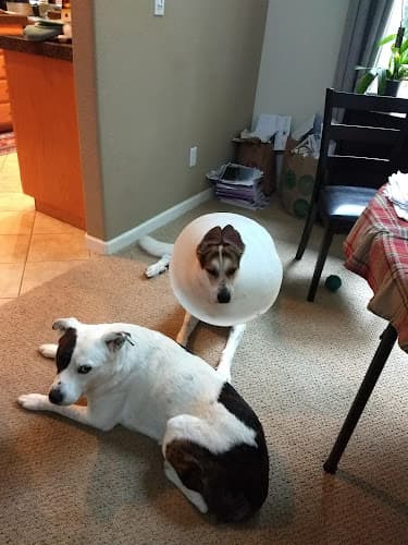 Dog Grooming Bayside Veterinary Hospital Vallejo