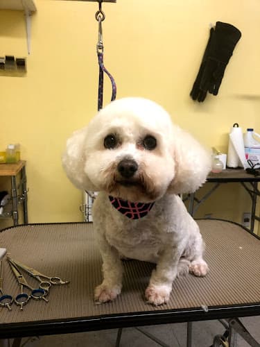 Dog Grooming Beach Dog Grooming Carson