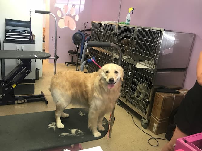 Dog Grooming Beach Paws Pet Salon Costa Mesa