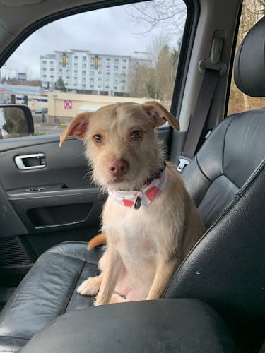 Dog Grooming Beast & Brush Pet Grooming Everett