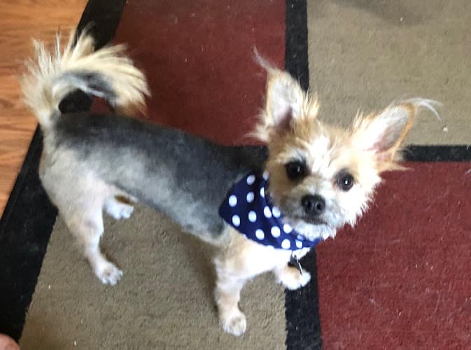 Dog Grooming Beauty and the BEST mobile grooming Chula Vista