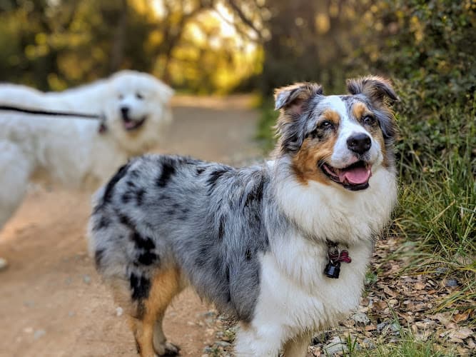 Dog Grooming Because We Care Dog & Cat Grooming San Diego