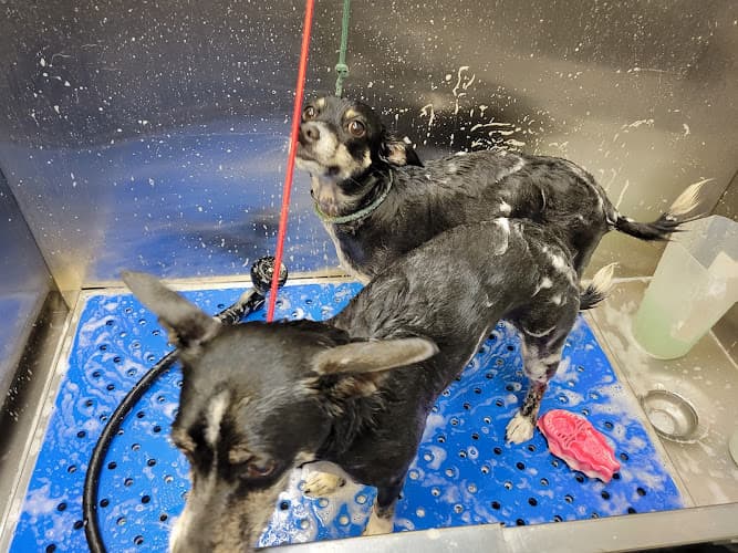 Dog Grooming Belmont Pets & LaunderPet Long Beach