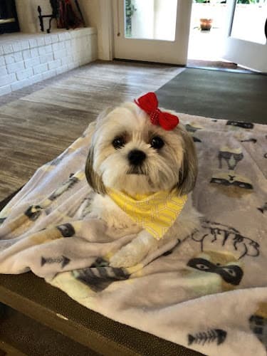 Dog Grooming BenJi Dog Grooming Costa Mesa