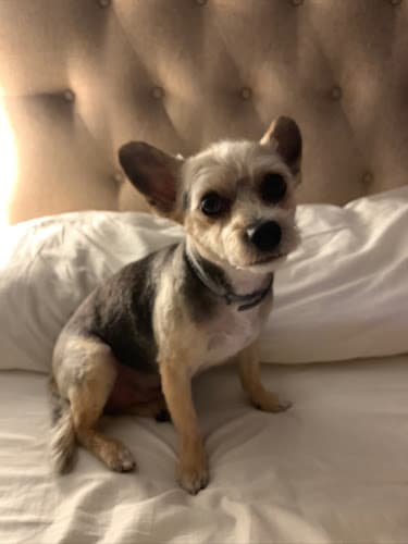 Dog Grooming Bernie's Grooming San Francisco