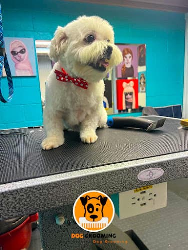 Dog Grooming Best Buddies Dog Grooming Bay Area San Mateo