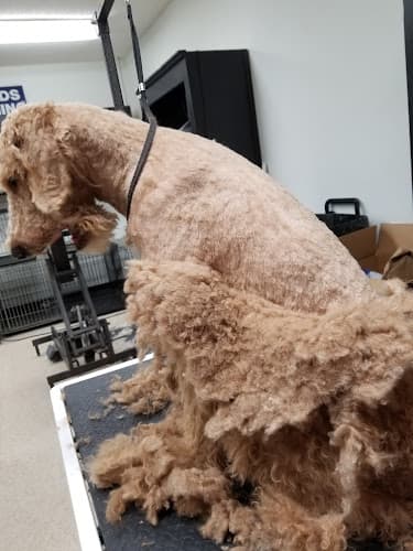 Dog Grooming Best Friends Dog Grooming Beaverton